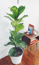 Load image into Gallery viewer, Handmade Figured Walnut Bedside Table, Nightstand, End Table, Walnut Hardwood - The Anders Collective